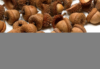 Image showing Autumn acorns on white background