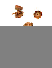 Image showing Autumn acorns on white