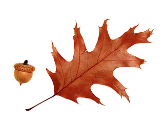 Image showing Autumn dried leaf of oak and acorn