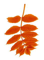 Image showing Autumn rowan leaves on white