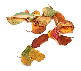 Image showing Multicolor autumn dry leafs