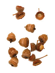 Image showing Autumn acorns on white