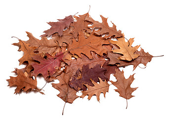 Image showing Autumn dried leafs of oak