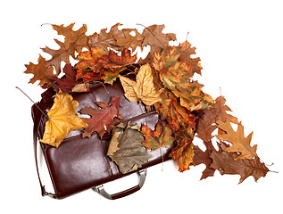 Image showing Brown leather briefcase and autumn dry leaves