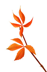 Image showing Autumnal twig of grapes leaves (Parthenocissus quinquefolia foli