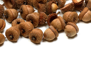 Image showing Autumn acorns on white background