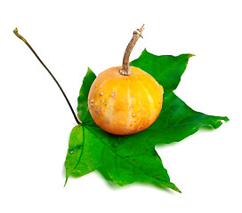 Image showing Decorative small pumpkin on green maple-leaf