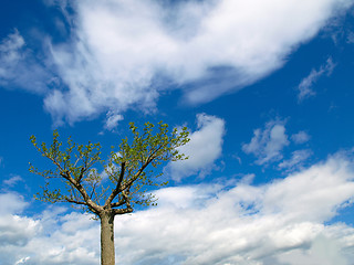 Image showing Lonely tree