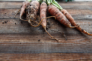 Image showing New harvest fresh organic carrots