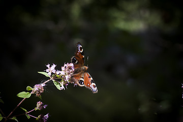 Image showing peacock butterfly