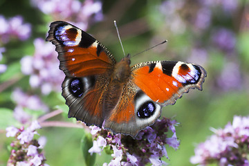 Image showing peacock butterfly