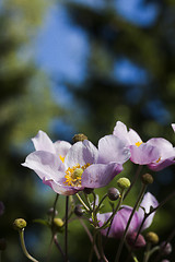 Image showing chinese anemones