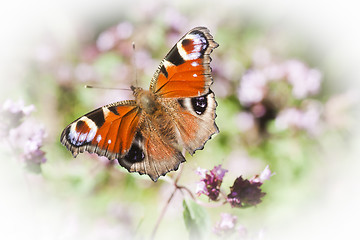 Image showing peacock butterfly