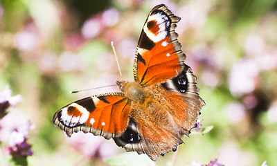 Image showing peacock butterfly