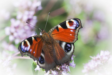 Image showing peacock butterfly