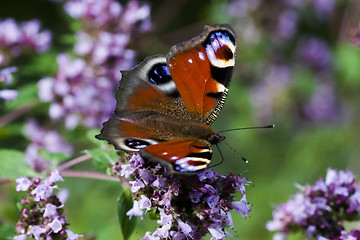 Image showing peacock butterfly