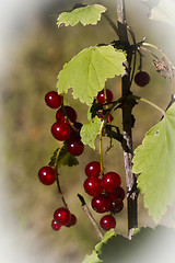 Image showing red currants