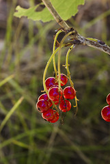 Image showing red currants