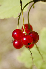 Image showing red currants