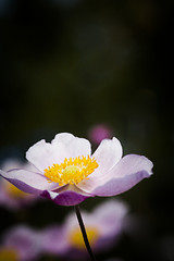 Image showing chinese anemones