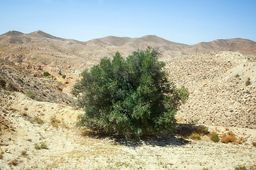 Image showing Bush in Sahara desert