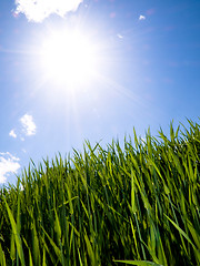 Image showing Green wheat field