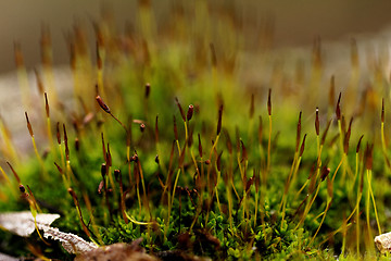 Image showing Green moss