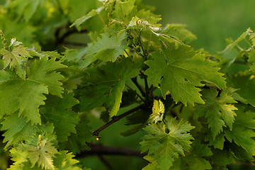 Image showing Grape leaves