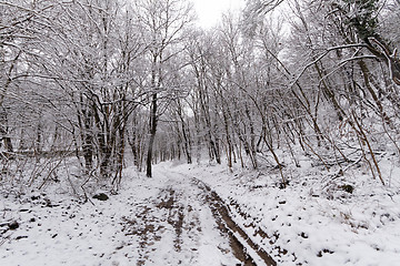 Image showing Frozen forest