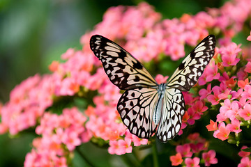 Image showing Butterfly