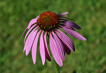 Image showing Purple coneflower