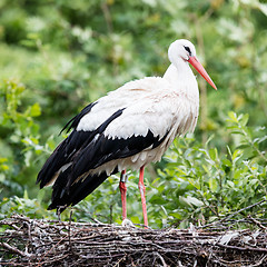 Image showing Two adult storks