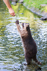 Image showing Racoon begging for food