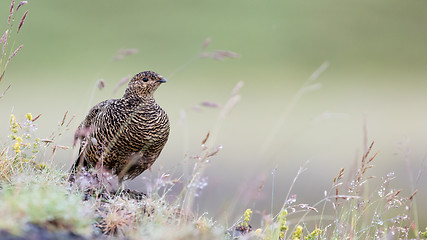 Image showing Rock ptarmigan (Lagopus mutus), female