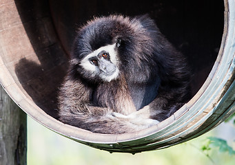 Image showing White handed gibbon sitting in a barrel