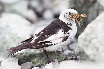Image showing Snow Bunting, Plectrophenax nivalis in breeding plumage, Iceland