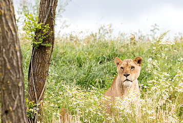 Image showing Single female lion