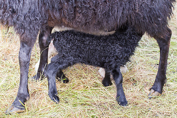 Image showing Little newborn lamb drinking