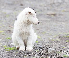 Image showing Border Collie puppy on a farm