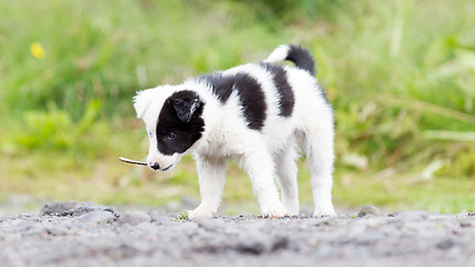 Image showing Border Collie puppy on a farm, playing with a small stick