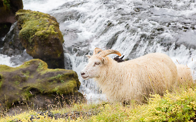 Image showing Icelandic sheep in meadow