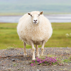 Image showing Single Icelandic sheep