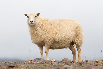 Image showing Single Icelandic sheep