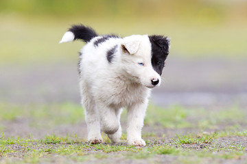 Image showing Border Collie puppy on a farm