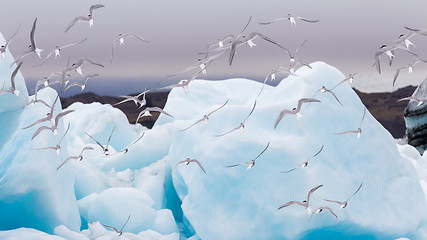 Image showing Birdlife in Jokulsarlon, a large glacial lake in Iceland