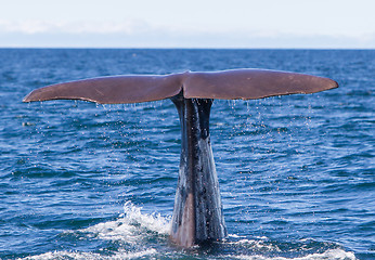 Image showing Tail of a Sperm Whale diving