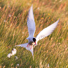 Image showing Arctic tern with a fish - Warm evening sun