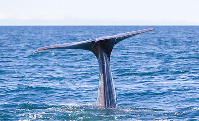 Image showing Tail of a Sperm Whale diving