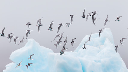 Image showing Birdlife in Jokulsarlon, a large glacial lake in Iceland