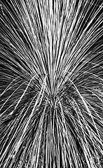 Image showing Pampas Grass Abstract